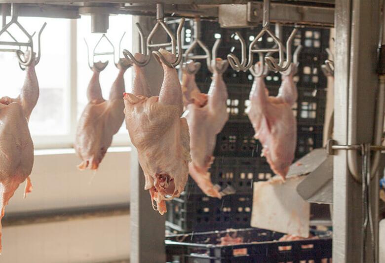 Chicken Processing Insight